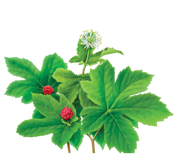 goldenseal.png