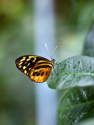 butterfly_plant_leaf_background_72445_300x400.jpg