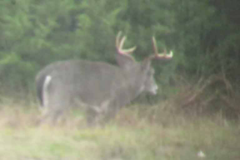 Big Buck 12 6 17.jpg