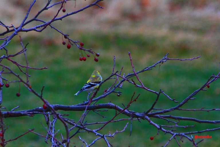 American Goldfinch PFW20-25-0075.JPG