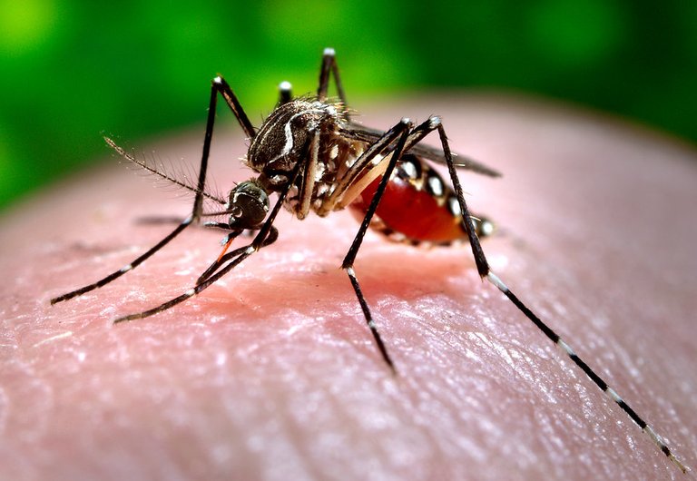 16743-close-up-of-a-mosquito-feeding-on-blood-pv.jpg