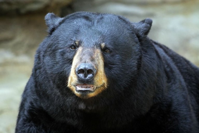 connie-lemperle-black-bear-web.jpg