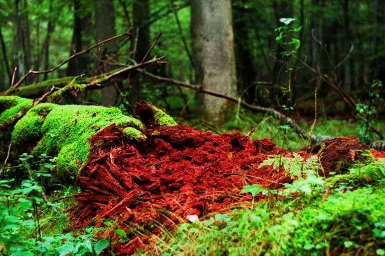 Ostatnia faza rozkladu martwej klody_Puszcza Bialowieska_fot. R. Kulik.jpg