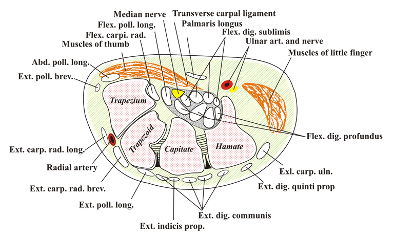 Carpal-Tunnel.svg.png