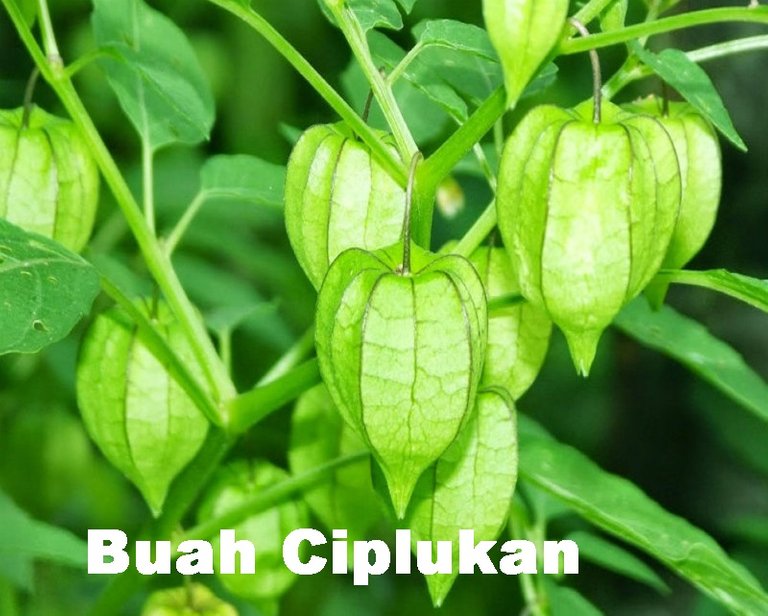 buah-ciplukan.jpg