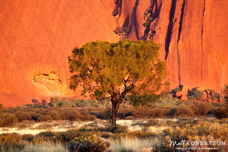 treeULURU_1000pxblog.jpg