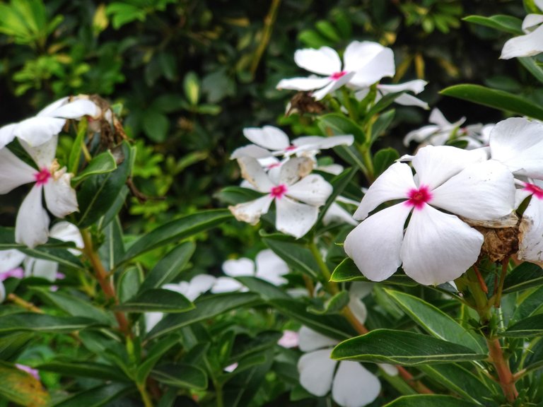 white flowers.jpeg