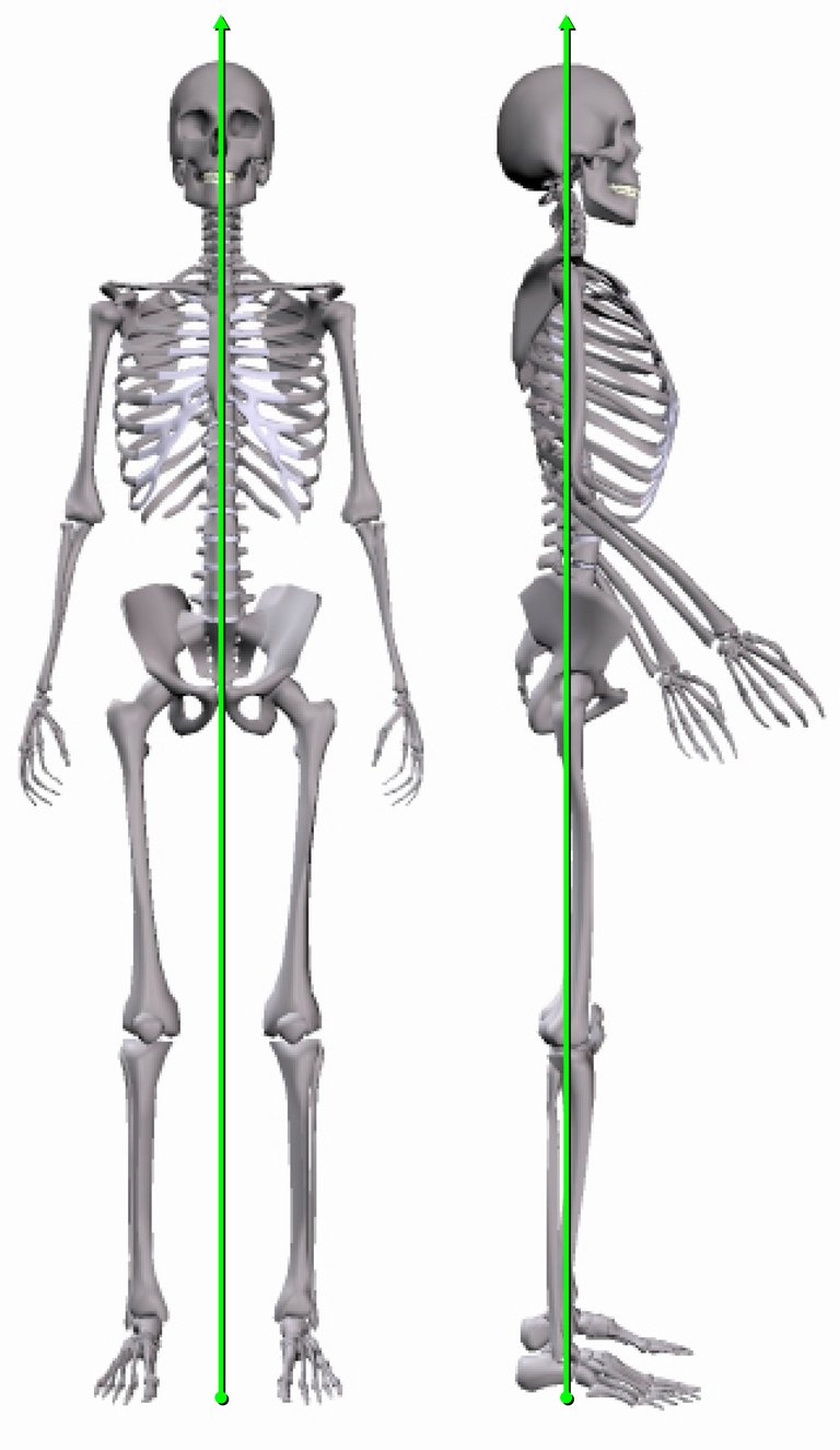 line of gravity skeleton.jpg