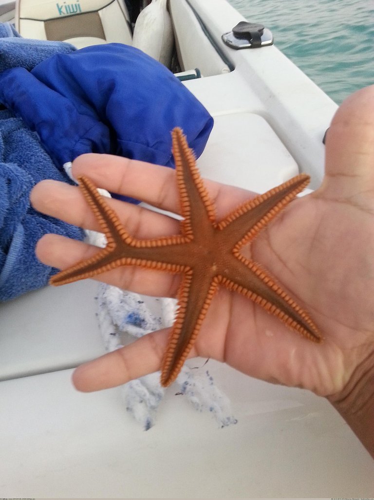 starfish.jpg