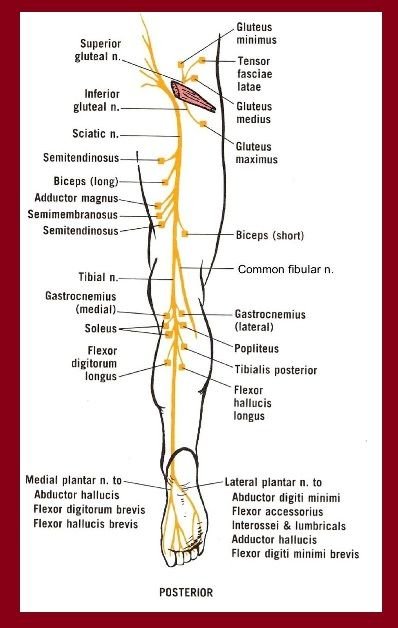 Sciatic Nerve.jpg