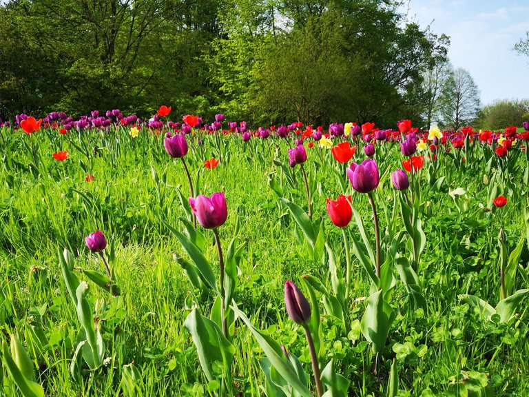 Tulpenwiese lila-rot.jpg