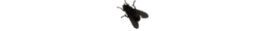 fly2.png