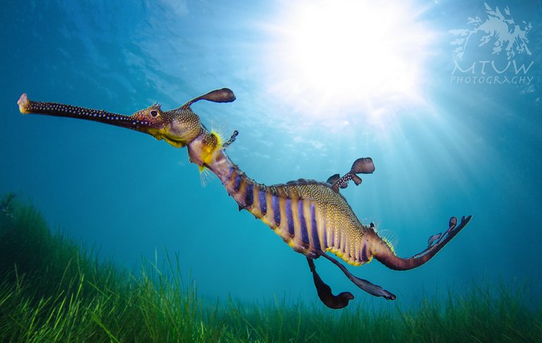 Seadragon copy.jpg