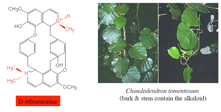 tubocurarine.PNG