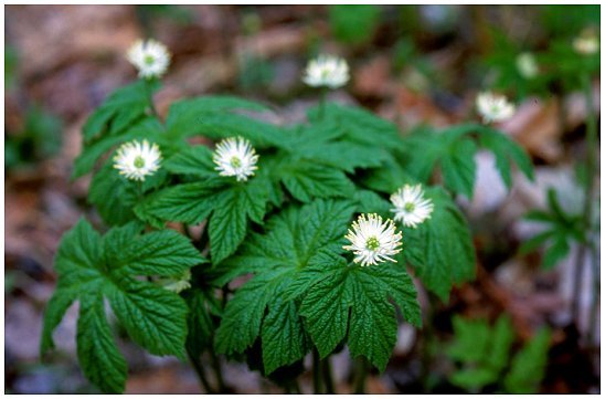 goldenseal-photo.jpg