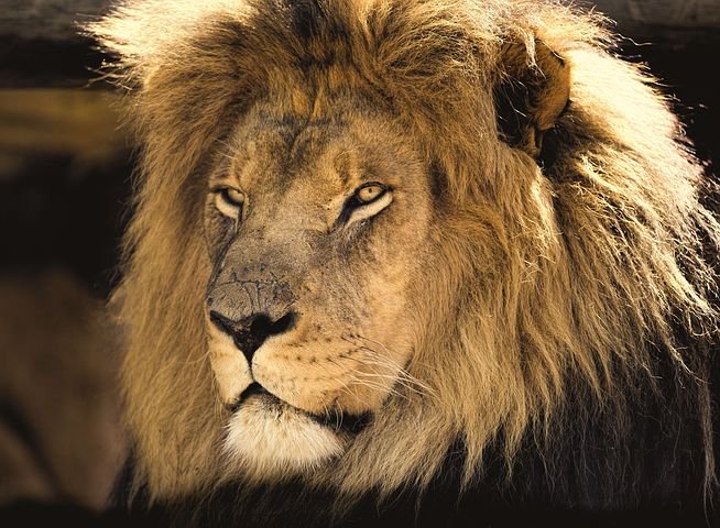 lion-2850138__480.jpg