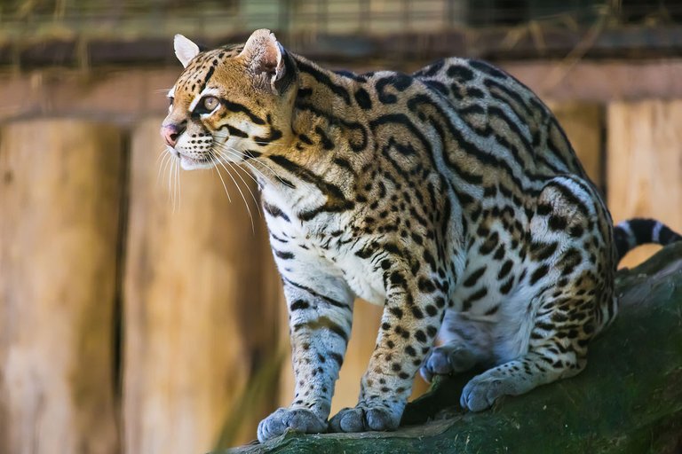 1200px-Ocelot_Jaguatirica_Zoo_Itatiba.jpg