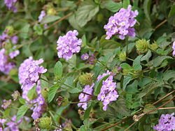 250px-Starr_070221-4728_Lantana_montevidensis.jpg