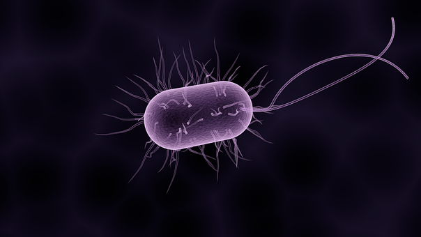 bacteria-1832824__340.png
