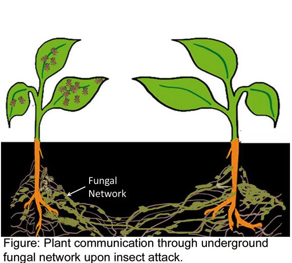 fungal_network.jpg