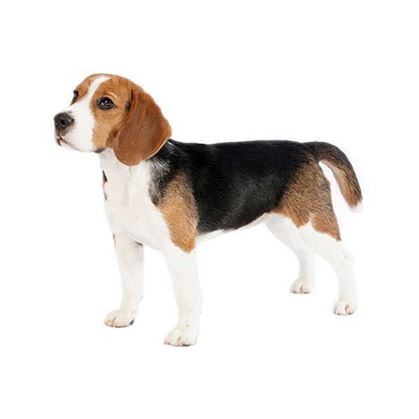 HOUND_Beagle-(13inch).jpg