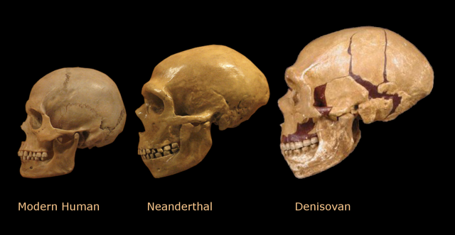 skull comparison neanderthal denisovan modern human.png