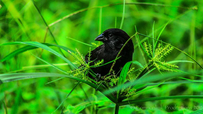 galapagos finch.jpg