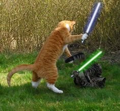 76576e44e3fc4434dbaf7856e33c9cdd--light-saber-warrior-cats.jpg