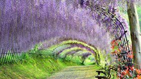 beautiful-japan-kawachi-wisteria.jpg