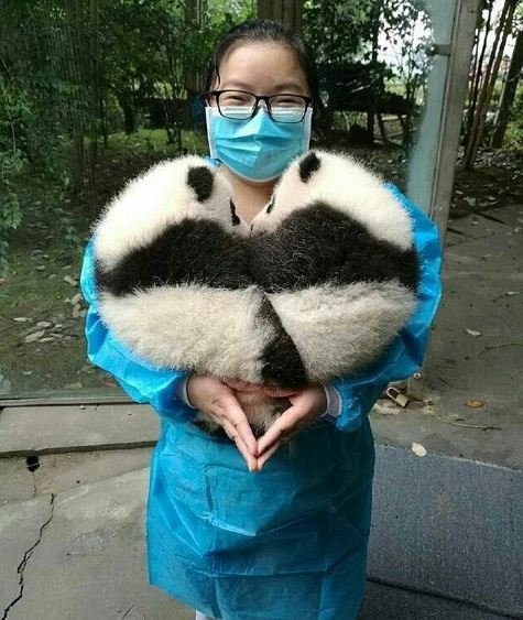 panda-heart.JPG