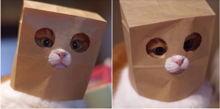 gato enmascarado 1.PNG