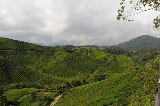 tea-2110739__340.jpg