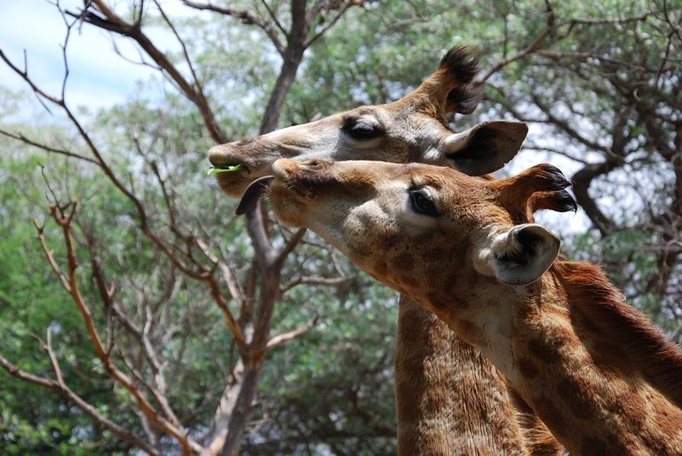 giraffes-1343340_960_720.jpg