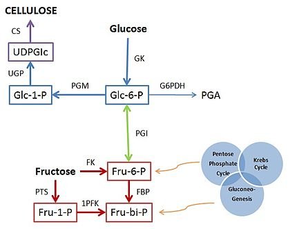 420px-Biochemical_Pathway_for_Cellulose_Synthesis.jpg