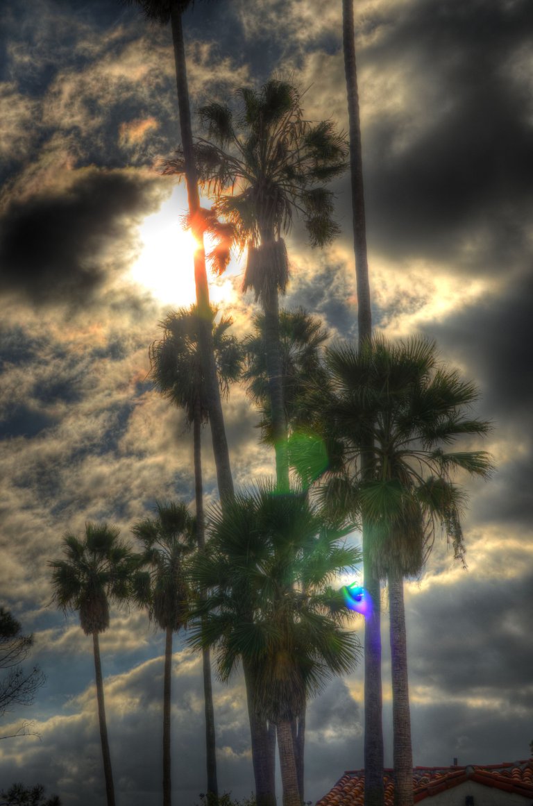 HDR Palms.jpg