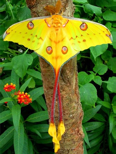 Argema_mittrei_Madagascan_Moon_Moth.jpg