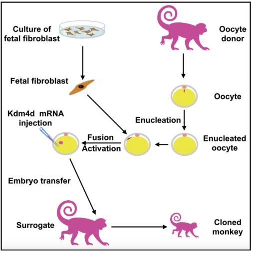 Monkey cloning procdure.JPG