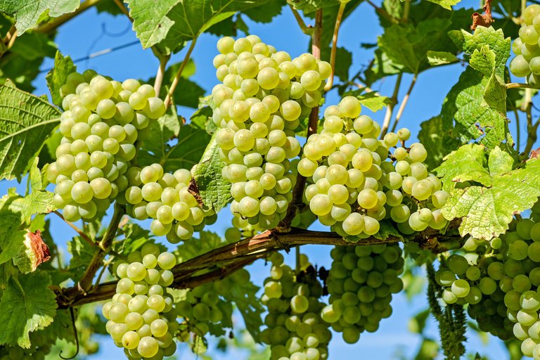 grapes-2656259_1920.jpg