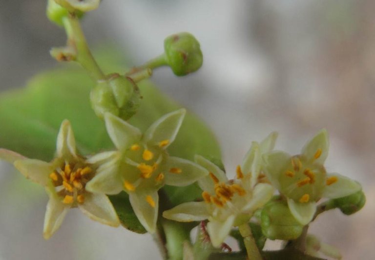 flores masculinas bursera karsteniana.jpg