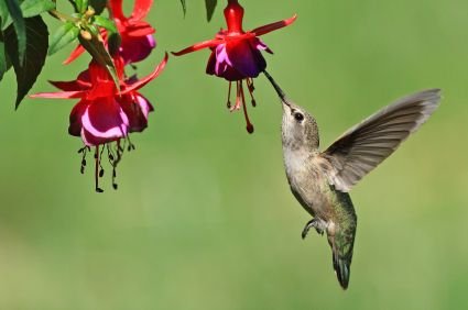 hummingbird.jpg