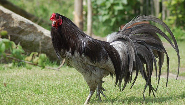 black ayam.png