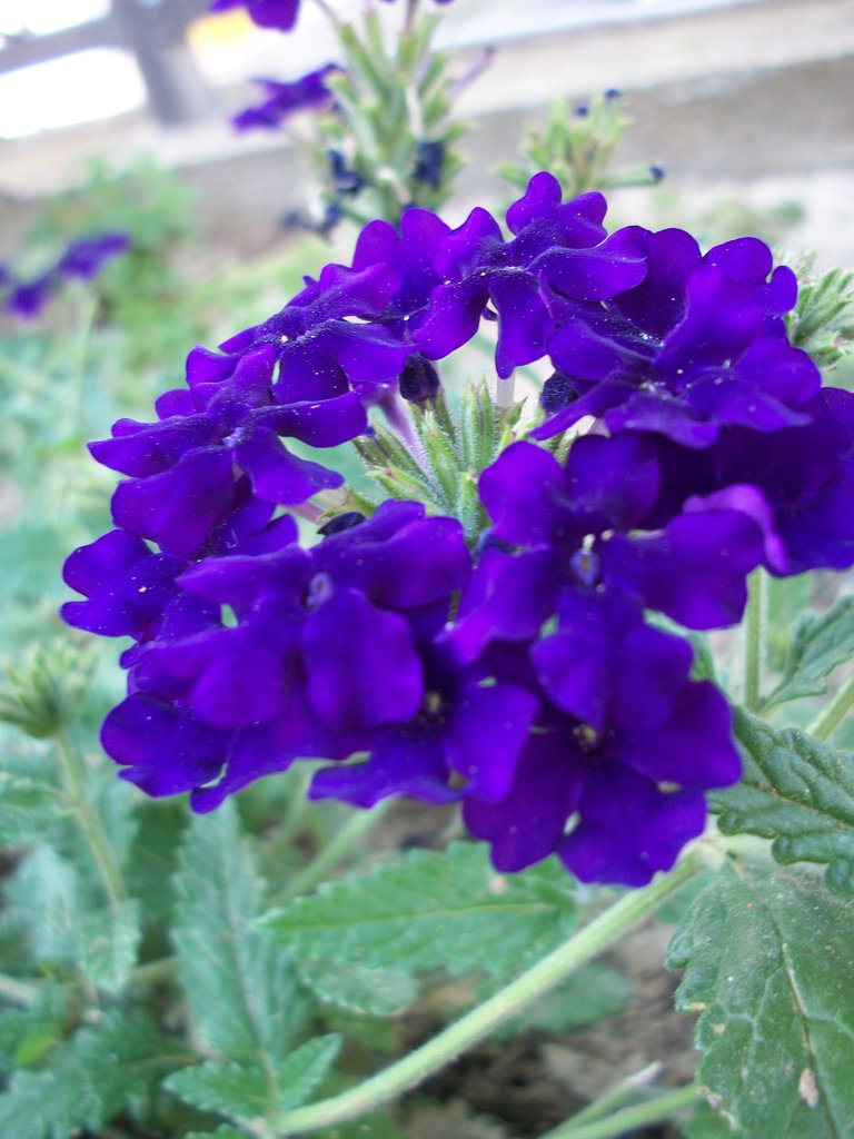 Purple flower.jpg