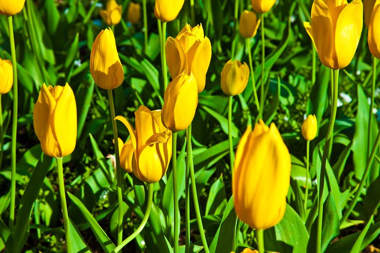 yellowtulips4.jpg