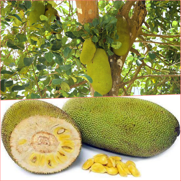 jackfruit.png