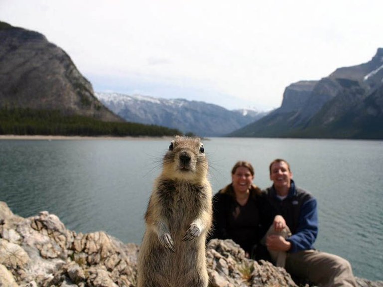 squirrel-photobomb-by melissa brandits.jpg