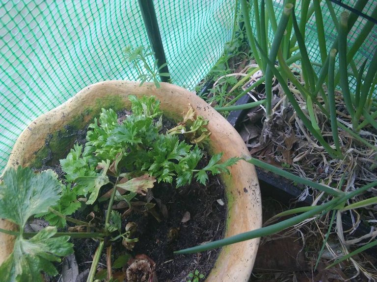 garden celery reclaim baby.jpg