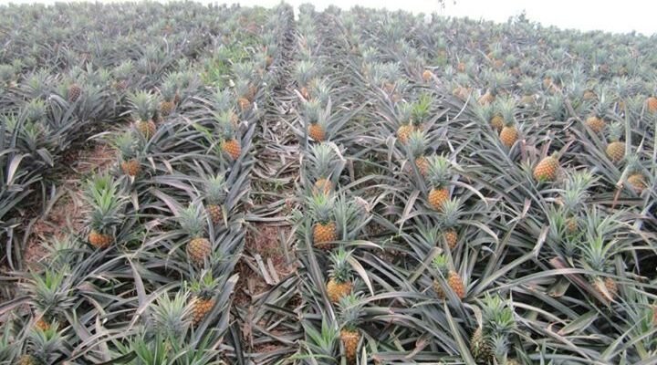 138eb3f614b9356c8f83702443dea2f0--pineapple-plantation-philippines.jpg