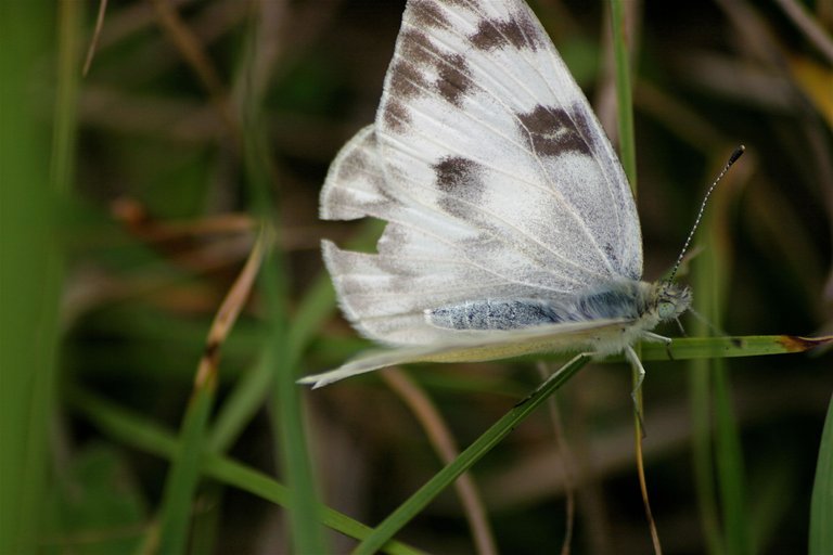 butterfly different 2.jpg