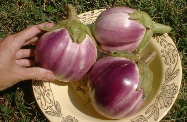9-eggplant-variety-originating-india.jpg