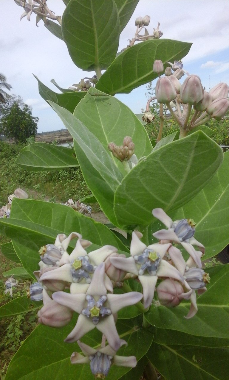 Widuri-Calotropis Gigantea.jpg